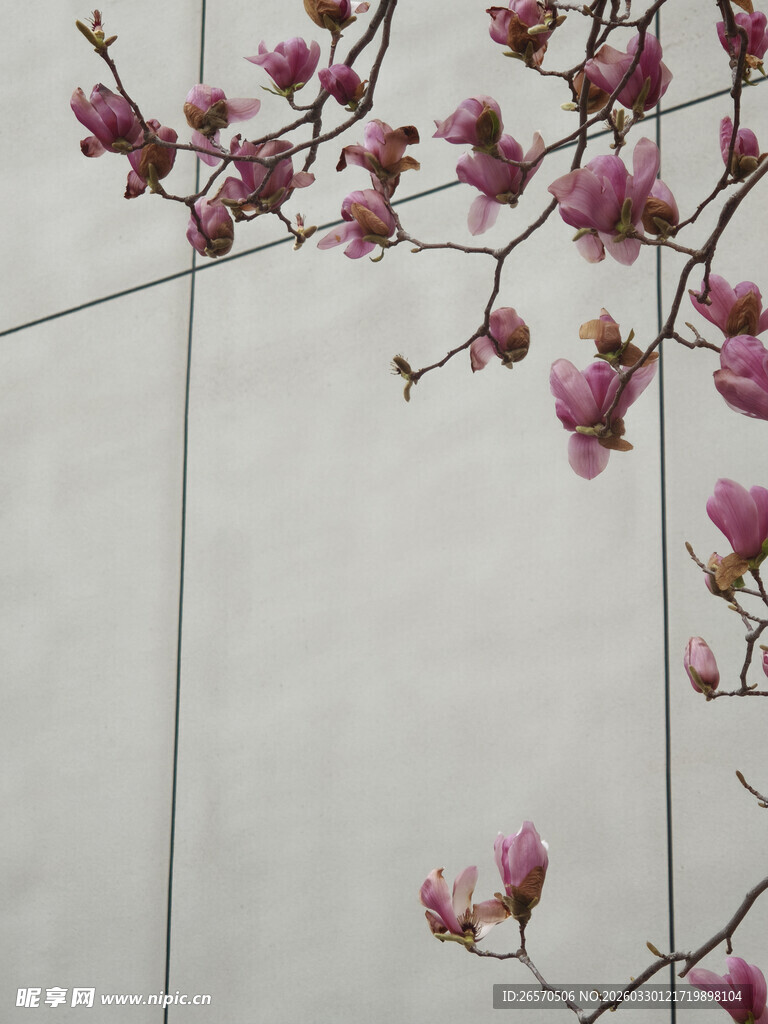 墙边绽放的粉嫩玉兰花