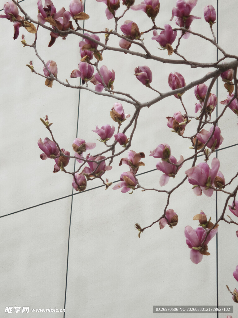 玉兰花枝绽放于白墙前