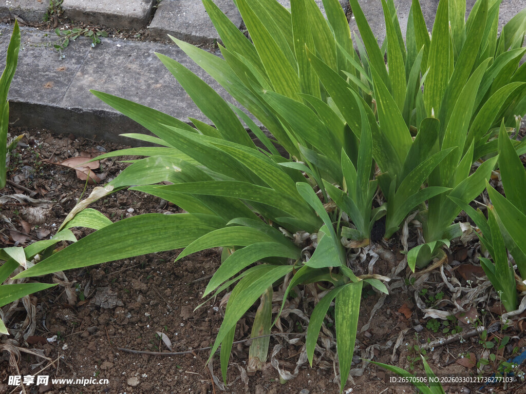翠绿阔叶植物生机盎然