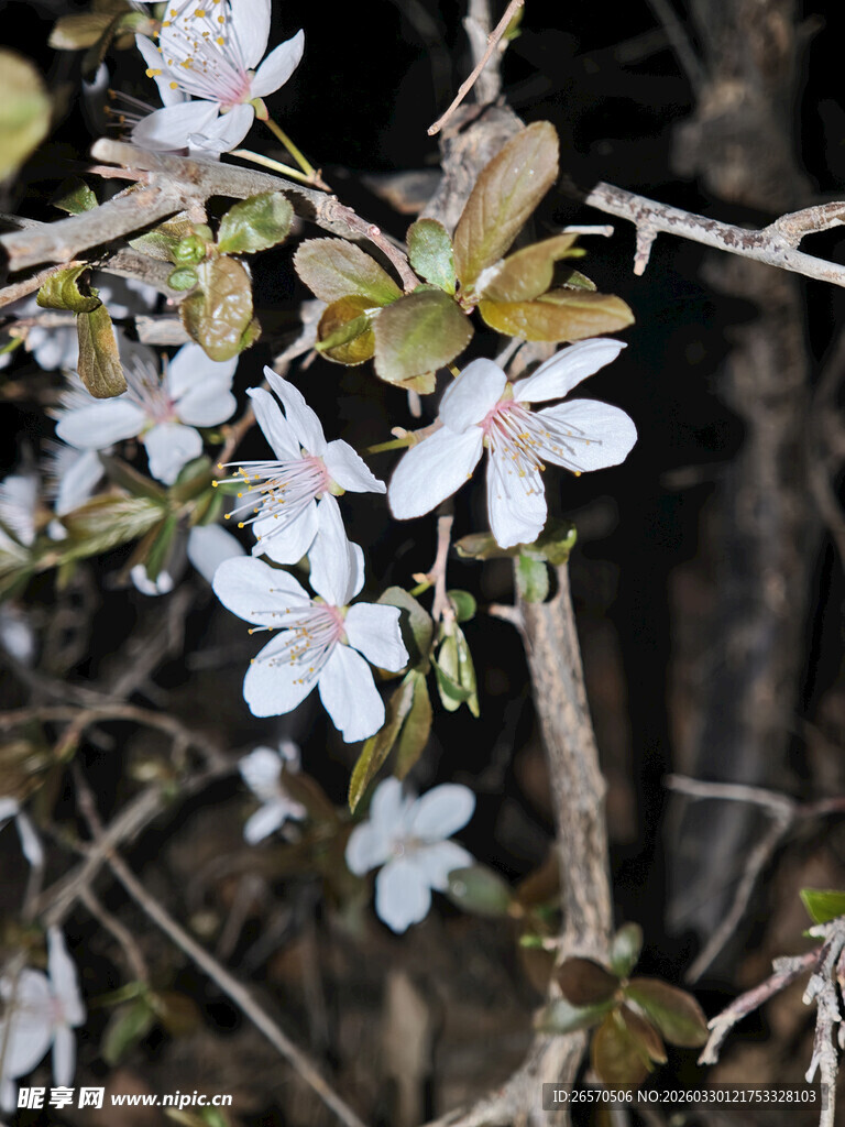 枝头绽放的素雅白色小花