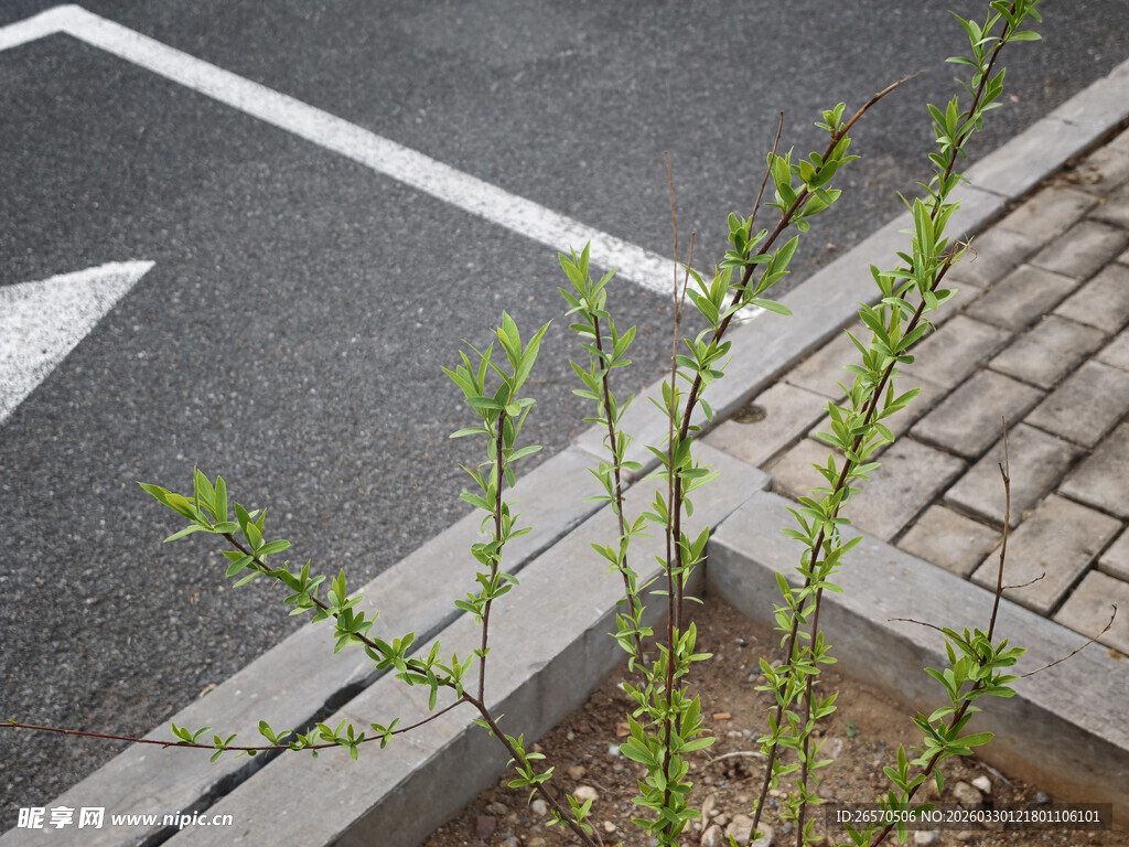 路边新生的嫩绿植物