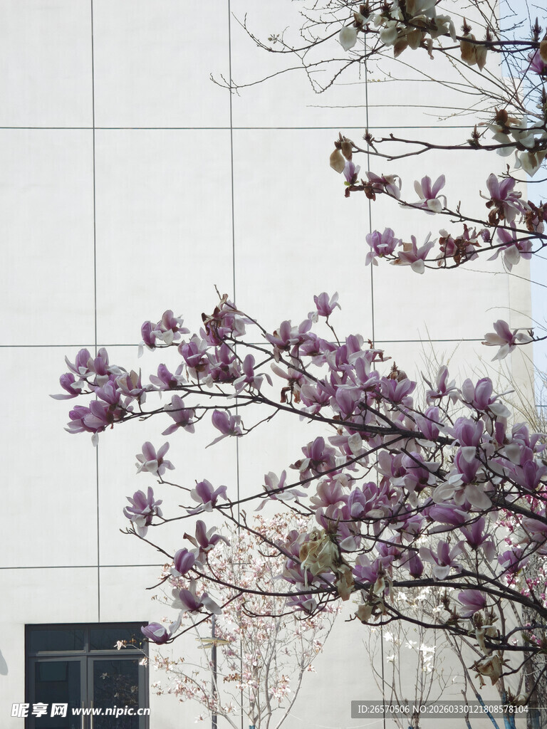 墙边绽放的紫色花枝