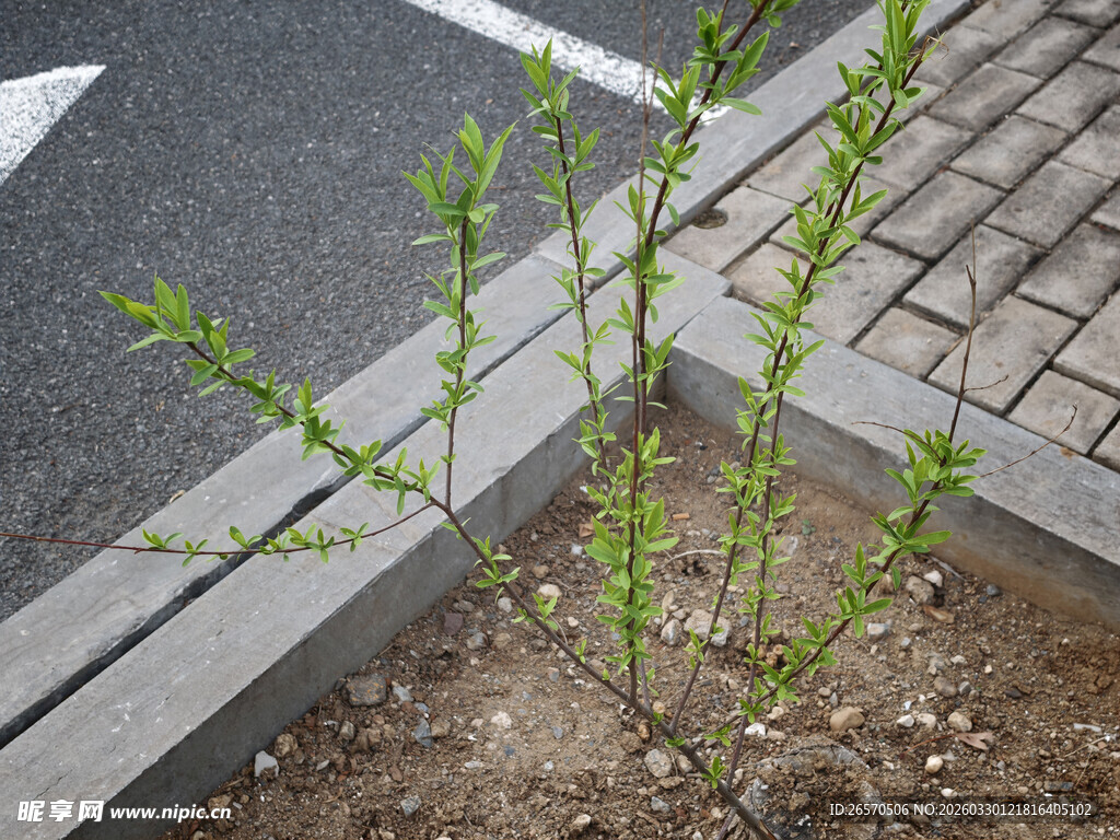路边新生的嫩绿植物
