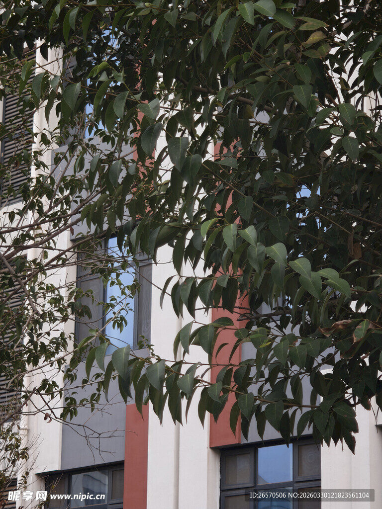 枝叶掩映下的建筑一角