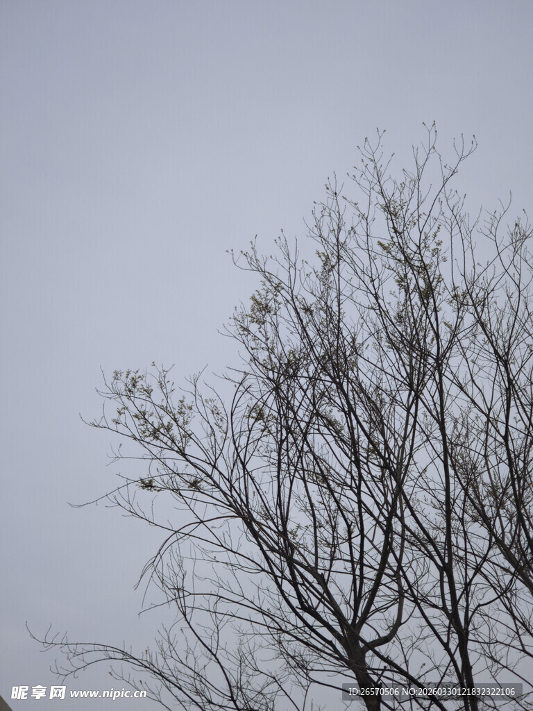 冬日枯树景象