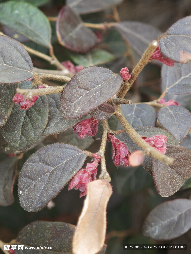 紫叶植物上的粉色小花