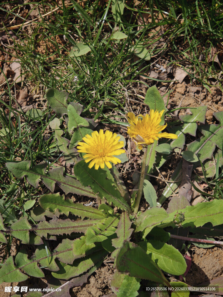 草地上的两朵黄色蒲公英