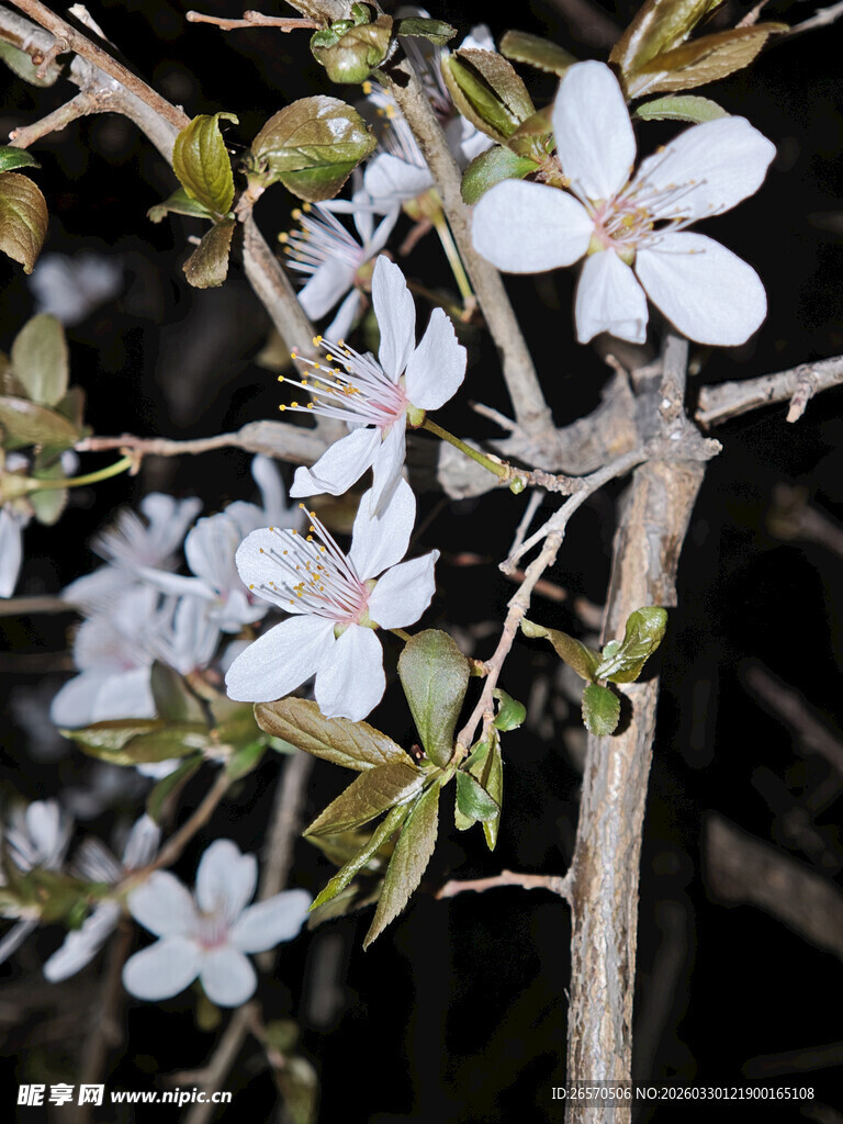 枝头绽放的素雅白色小花