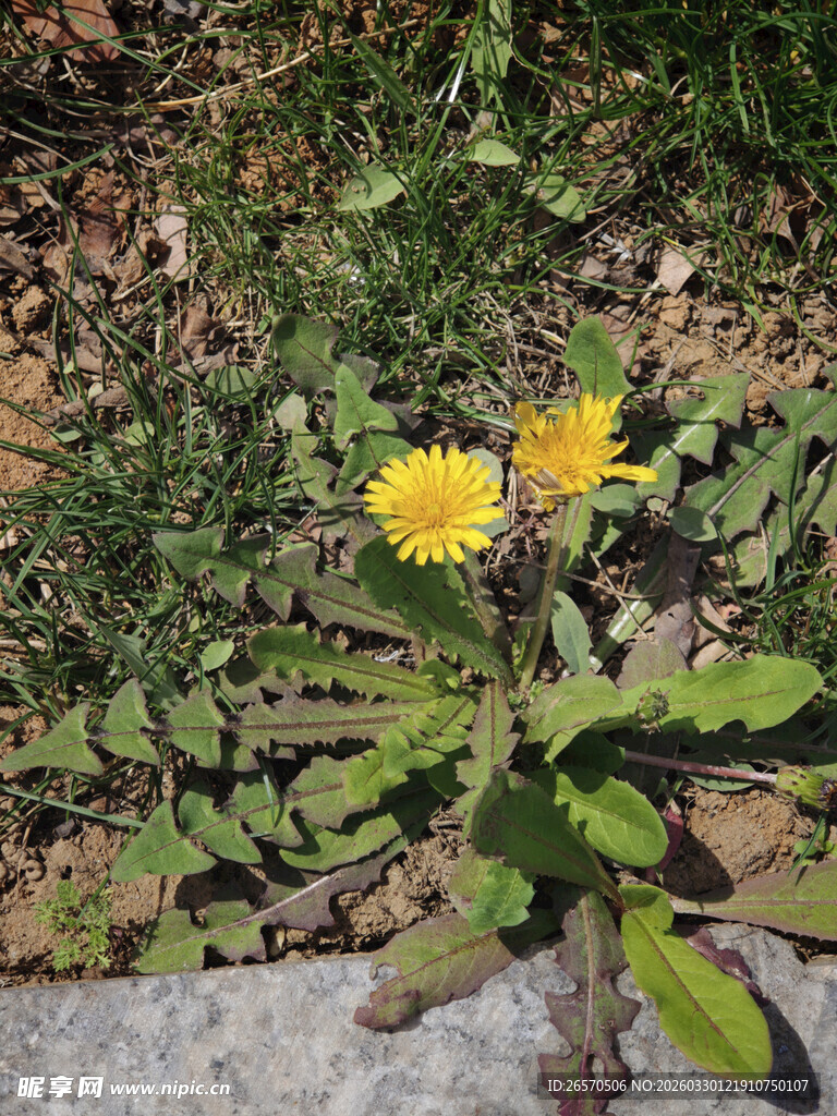 墙角绽放的两朵黄色小花
