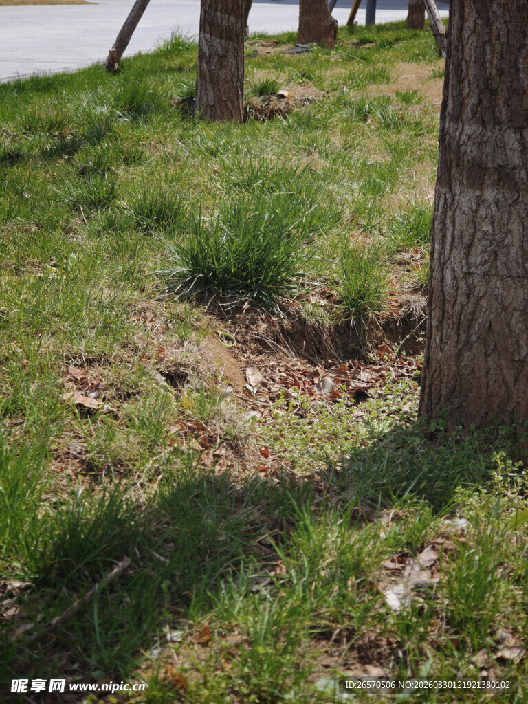 草地旁的树干