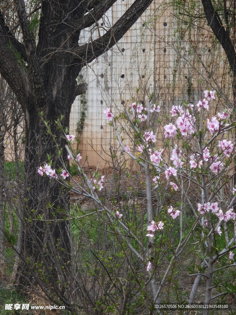 古墙旁绽放的粉色玉兰花