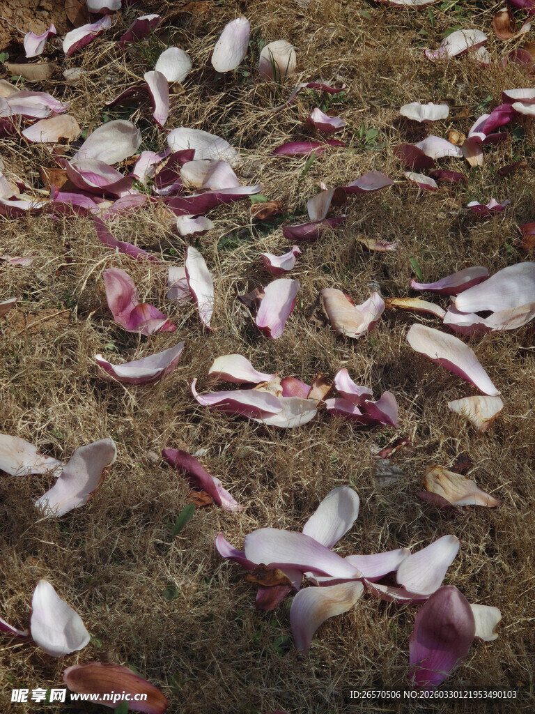 地上散落的玉兰花瓣