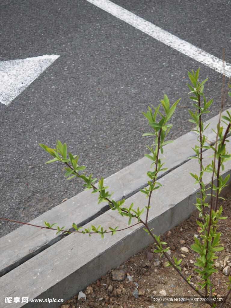 路边嫩绿枝芽初绽
