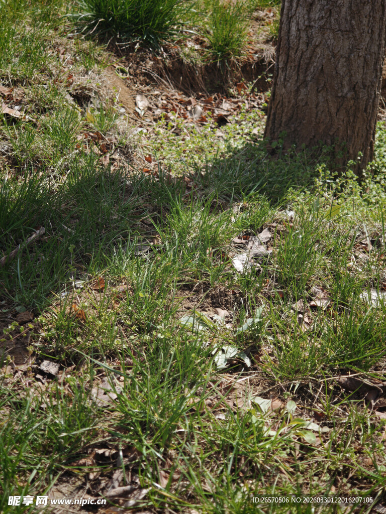树下草地景象