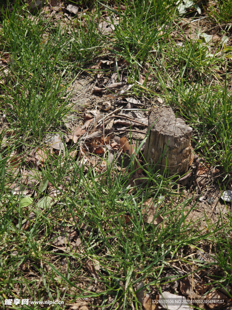 草地上的树桩与动物骨骼