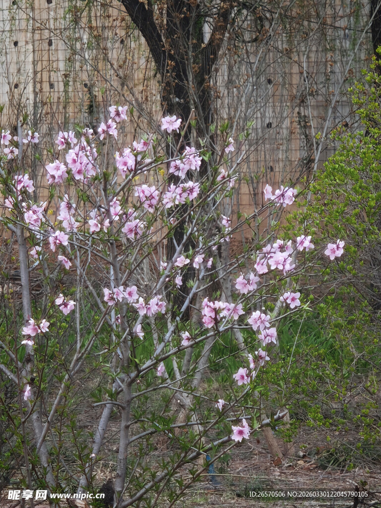 绽放的粉色花枝