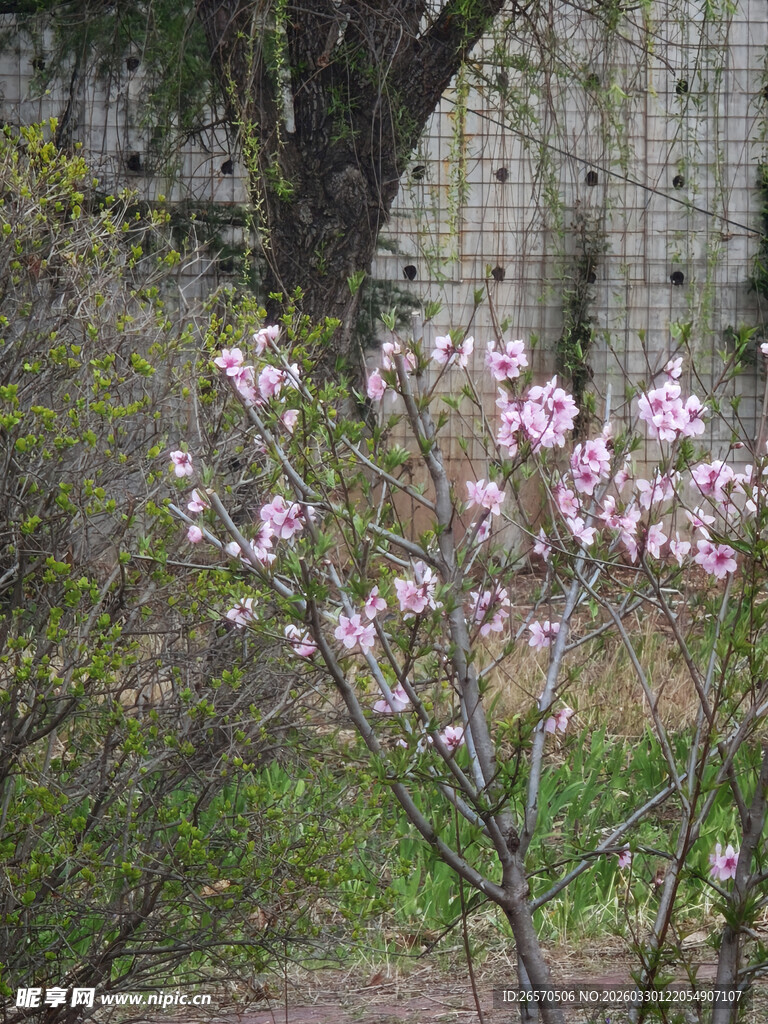 绽放的粉色玉兰花