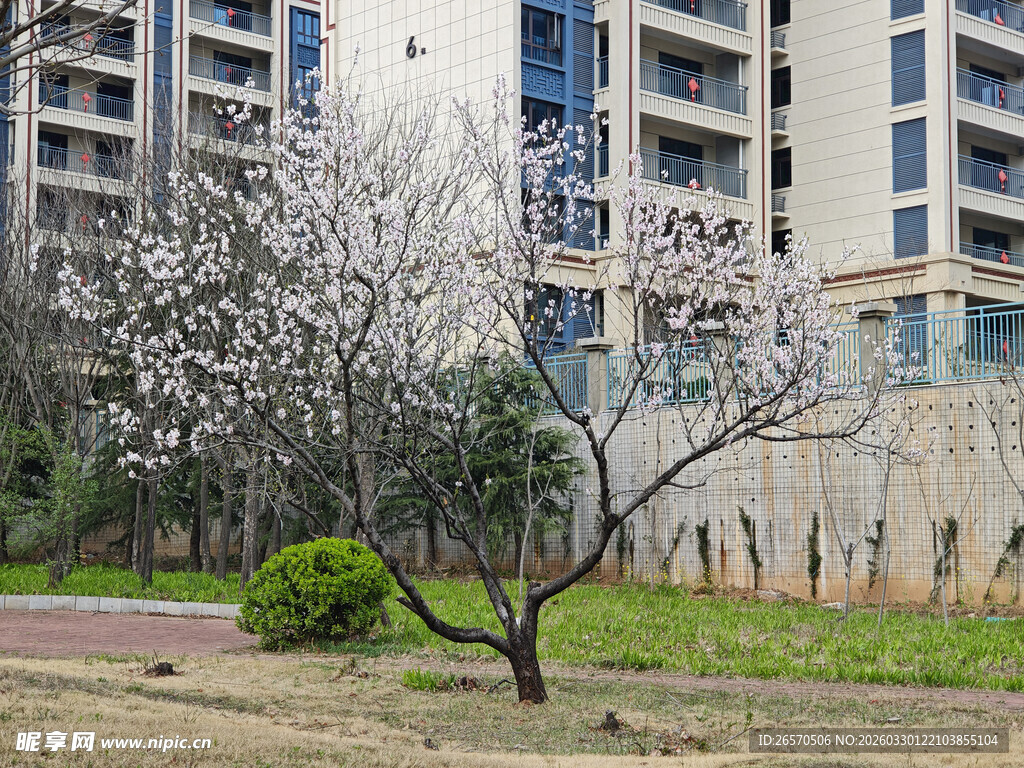 小区内绽放的繁花树木