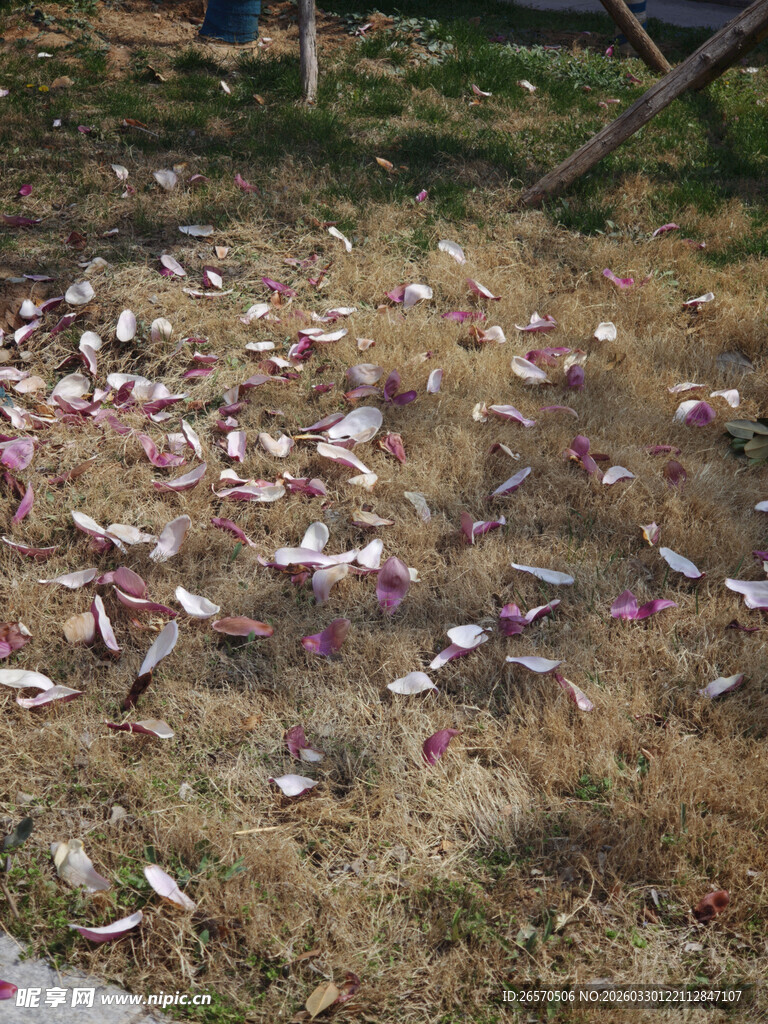 地上散落的粉色花瓣