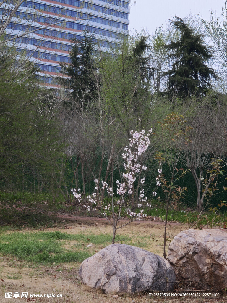 城市中绽放的春日花卉景观