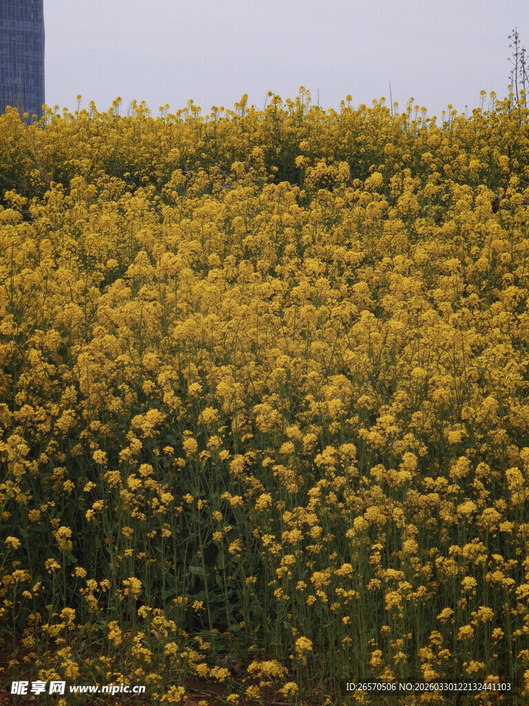 金黄灿烂的油菜花田