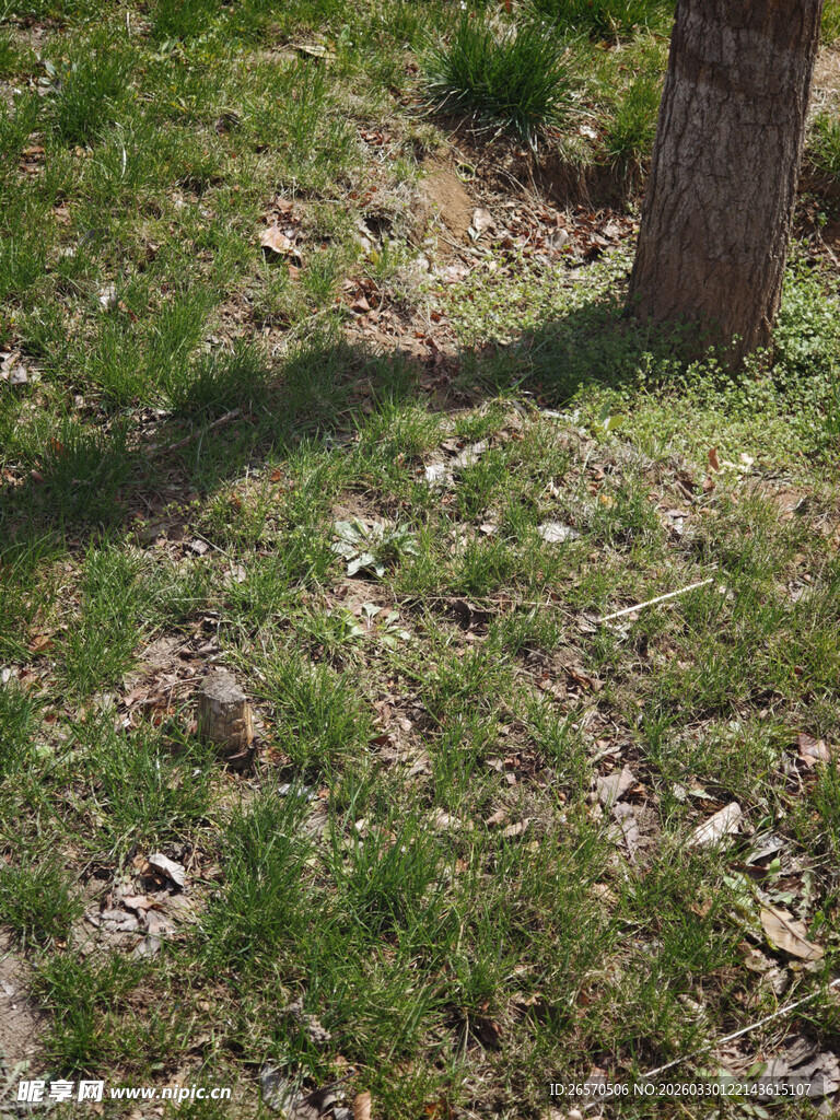 树下草地景象