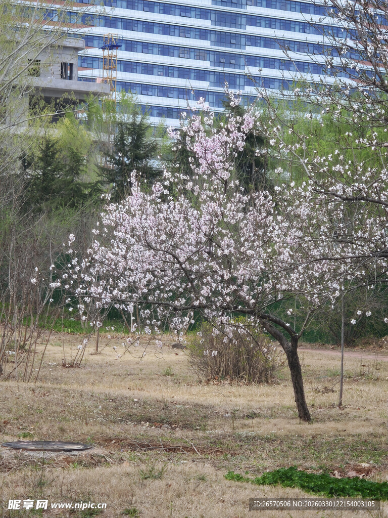 城市中绽放的烂漫樱花树