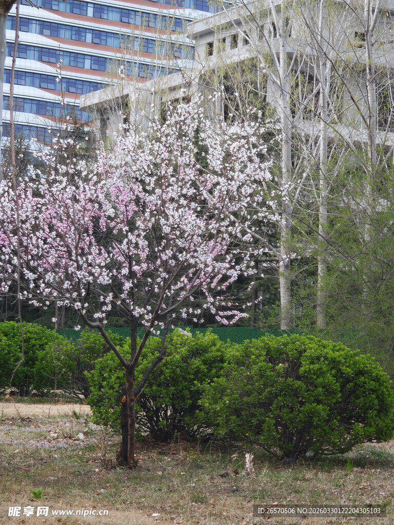 城市中绽放的烂漫樱花树