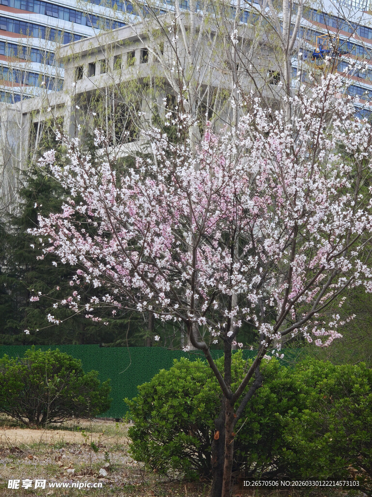 春日繁花映衬下的宏伟建筑
