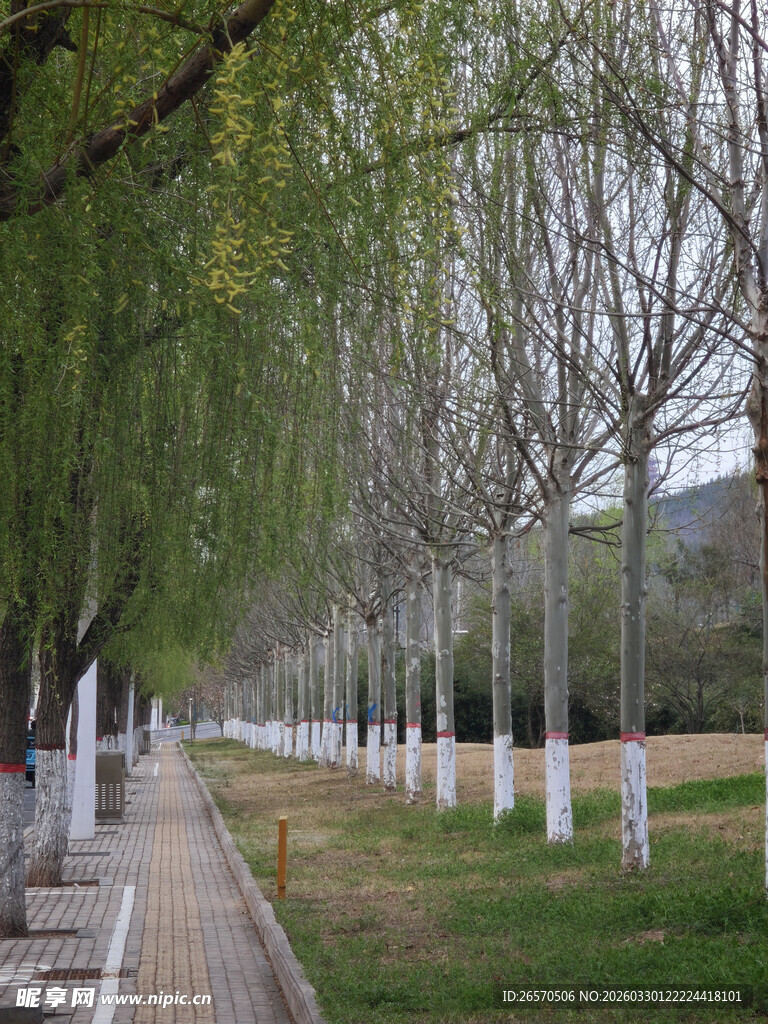 林荫小道的静谧秋景