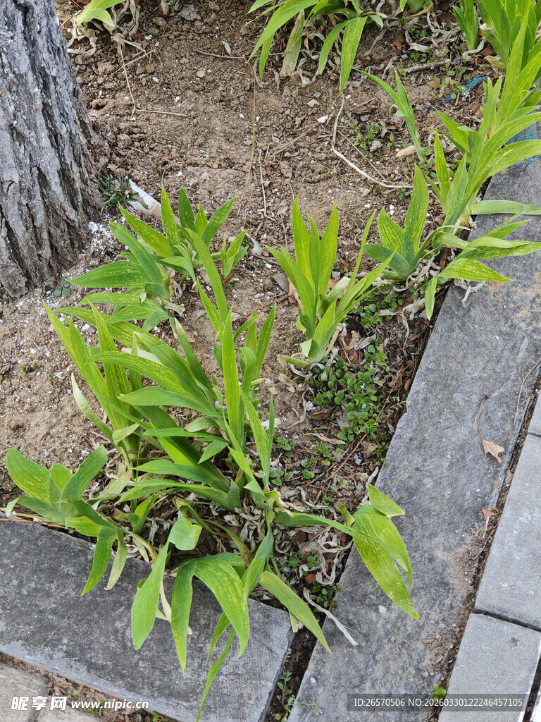 树旁嫩绿植物生机盎然