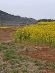 田野间的灿烂油菜花田