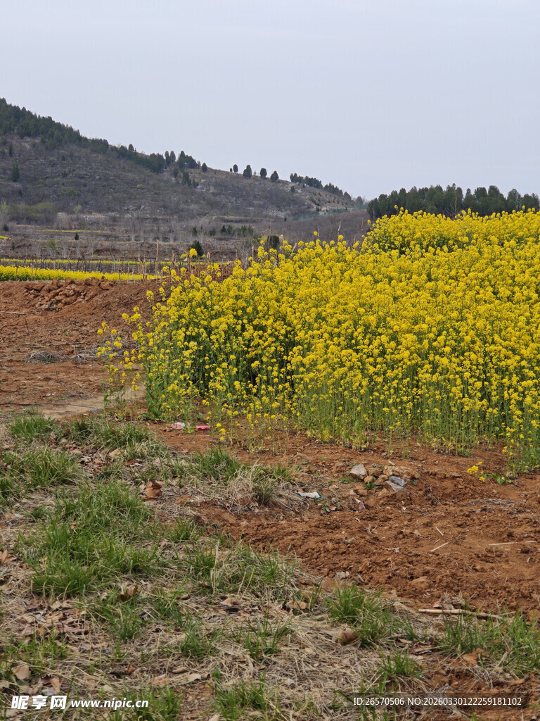 田野间的灿烂油菜花田