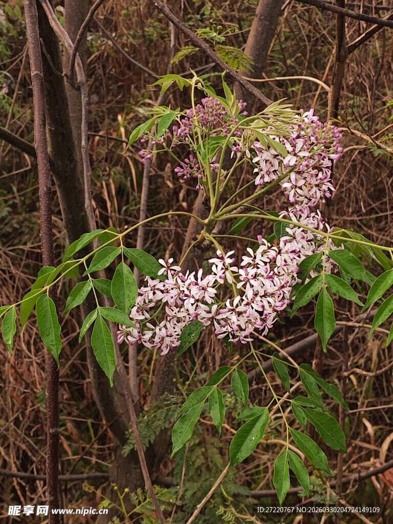 林间绽放的淡紫色花朵