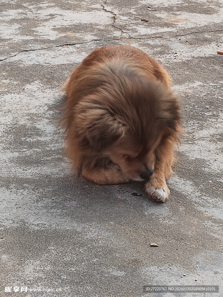 低头嗅地的棕色小狗