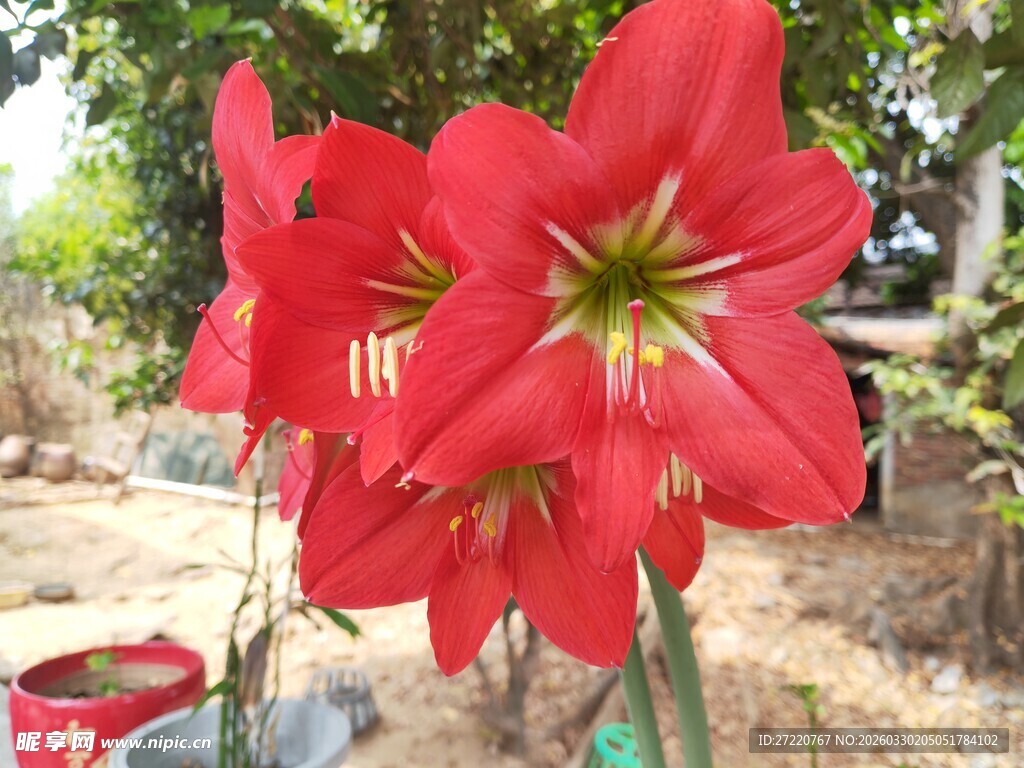 娇艳朱顶红绽放于户外