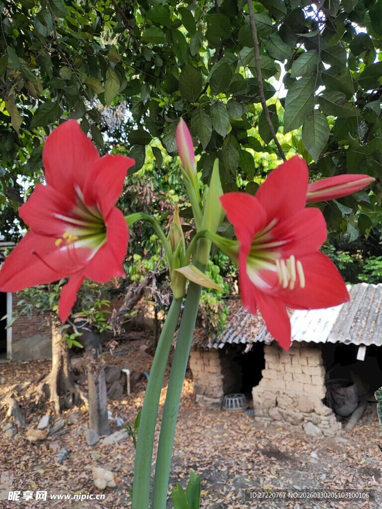 娇艳朱顶红绽放于绿植间