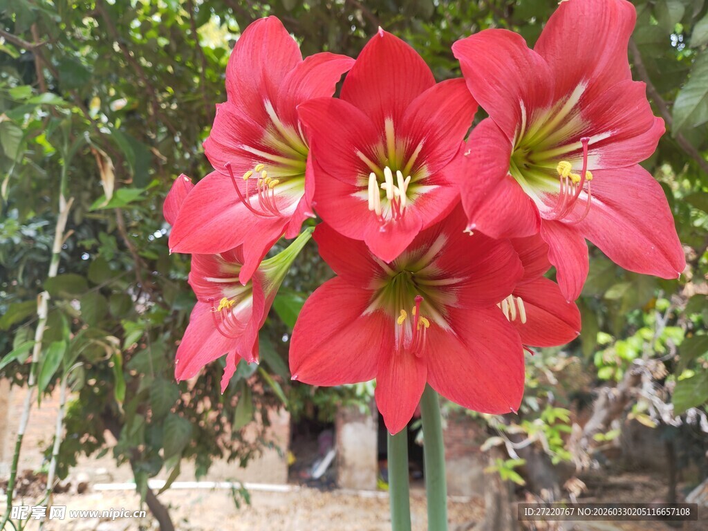 艳丽朱顶红绽放