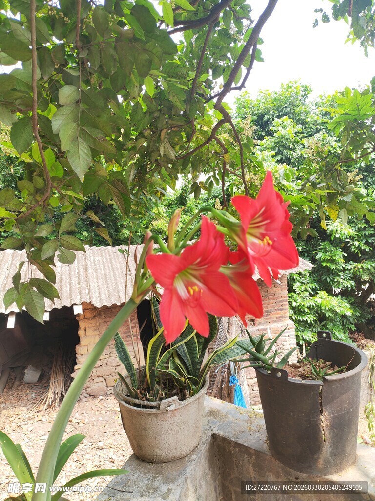 盆栽朱顶红绽放艳丽花朵