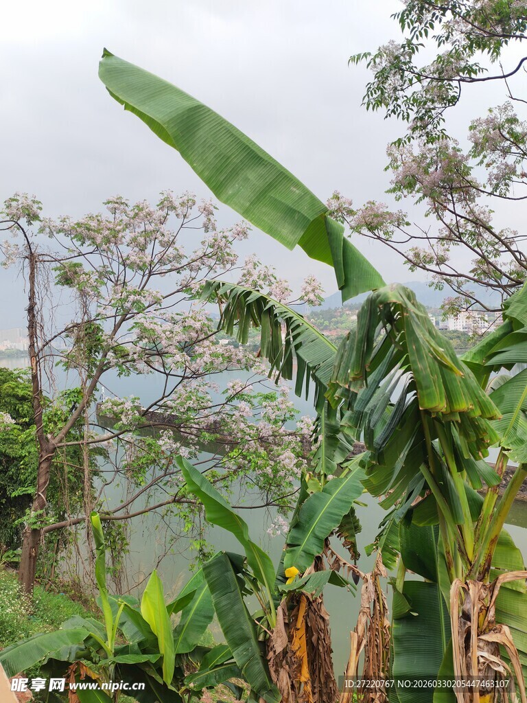 热带蕉林景观