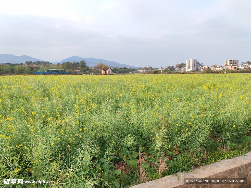 金黄油菜花田 田园风光
