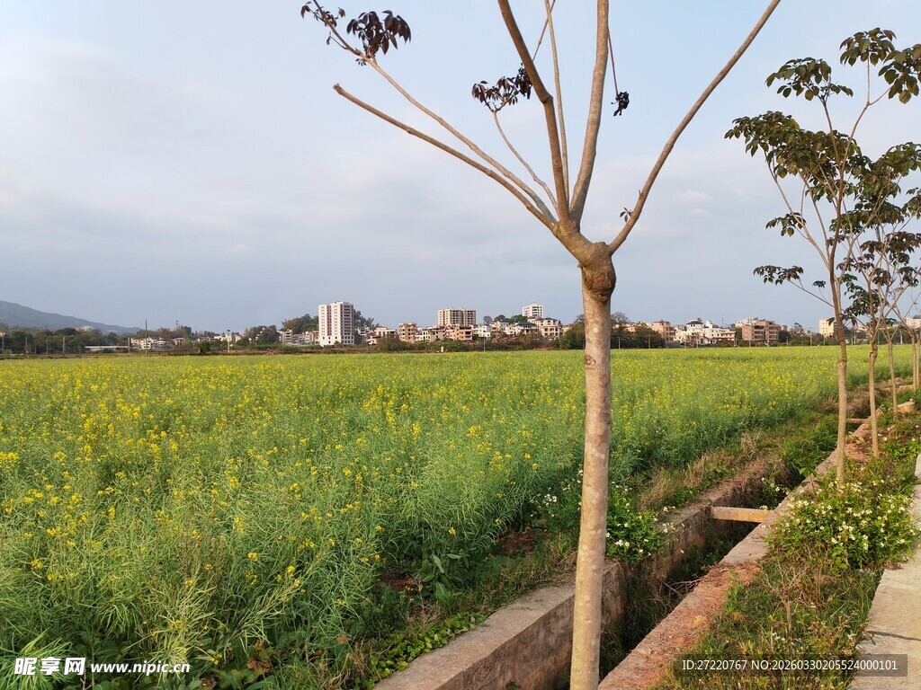 田野边的树木与葱郁草地