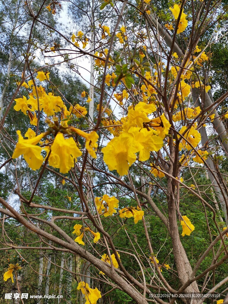 金黄灿烂的繁花点缀枝头