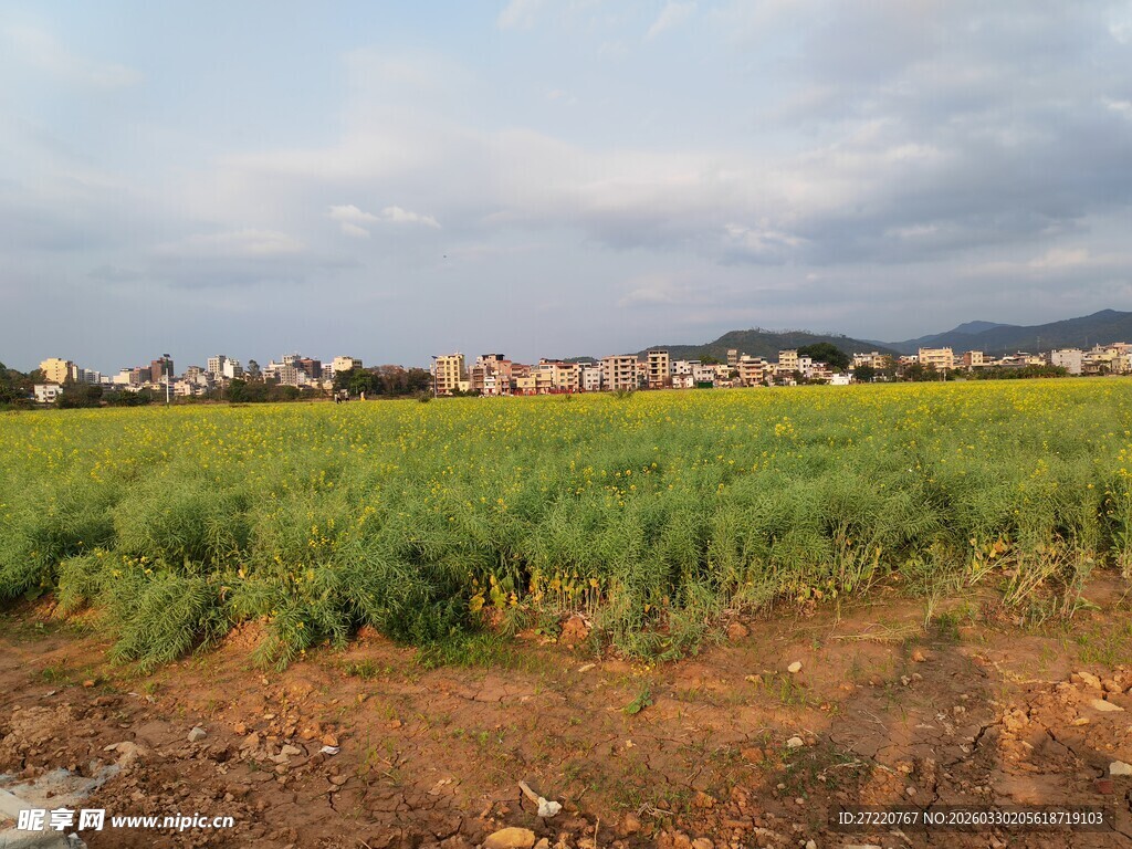 田野风光 绿意盎然的天地