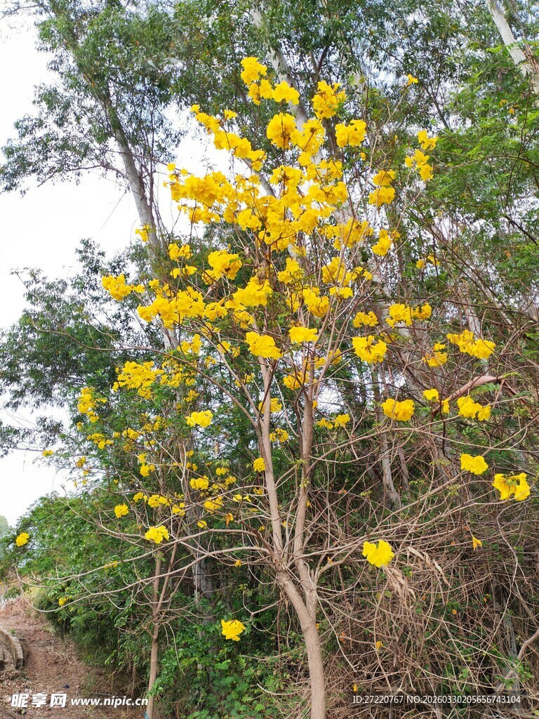金黄灿烂的风铃木绽放