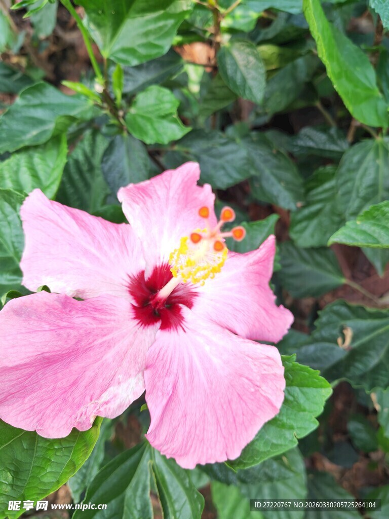 娇艳粉色木槿花特写