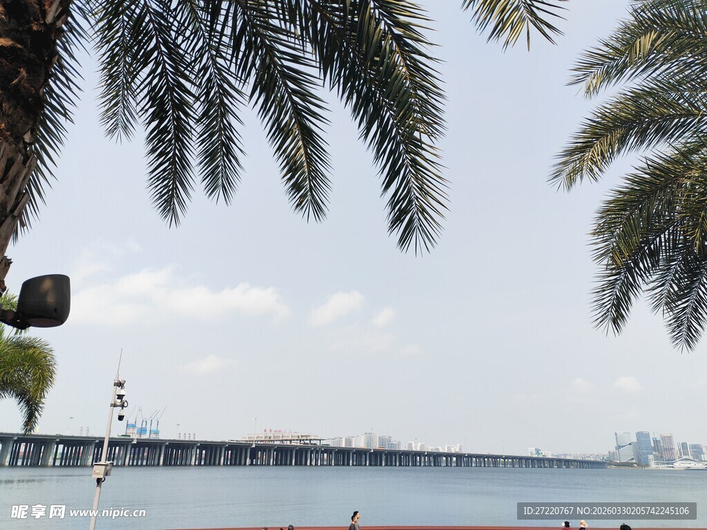 海滨椰树风景
