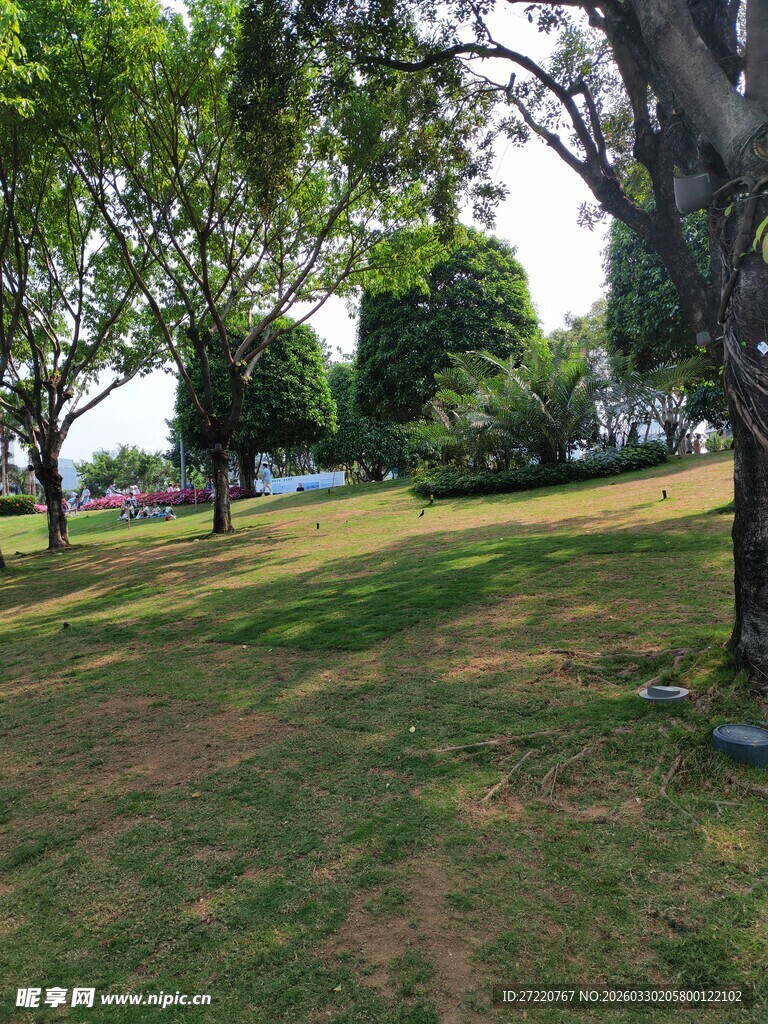 公园绿意盎然的草地景观