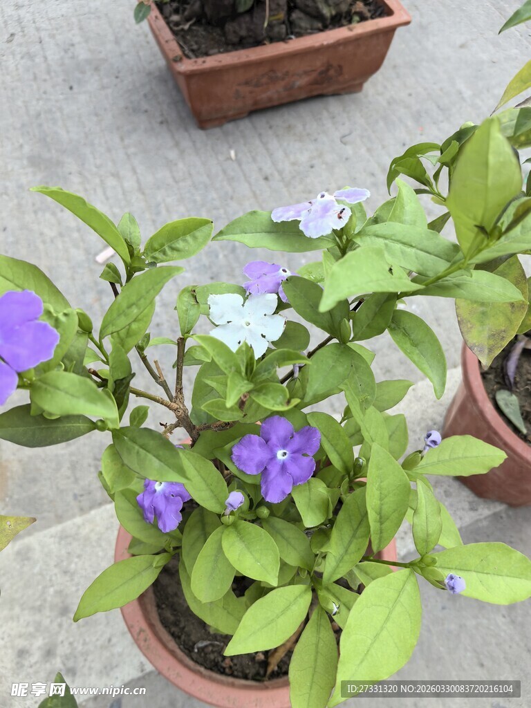 盆栽双色长春花