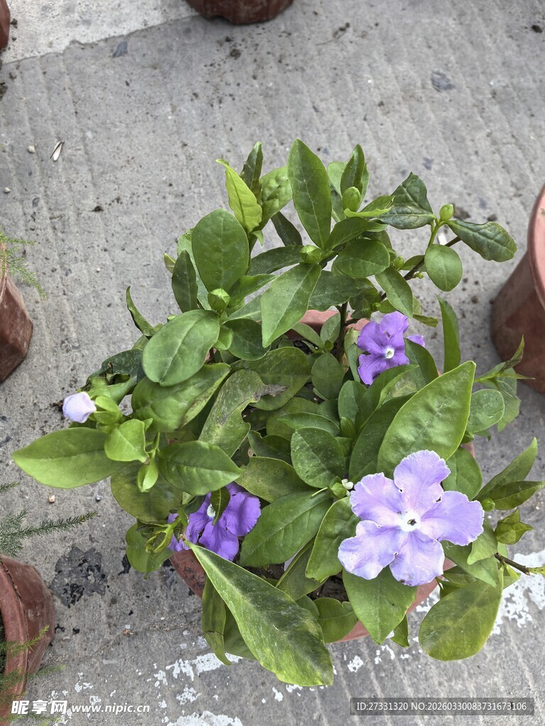 地面上的紫色小花与绿叶